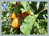Die ersten Früchte reifen und sind verführerisch orange.